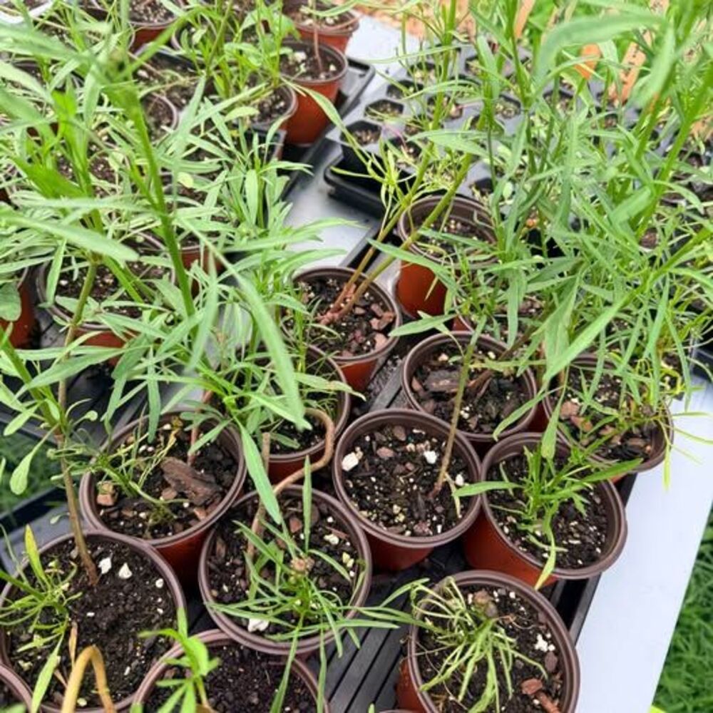 Coreopsis - Picture 3 of 6